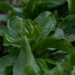 Feldsalat: Aussaat, Anbau und Ernte