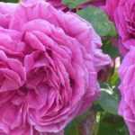 10 duftende Rosen mit rosa Blüten