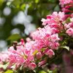 Weigelien im Garten kombinieren