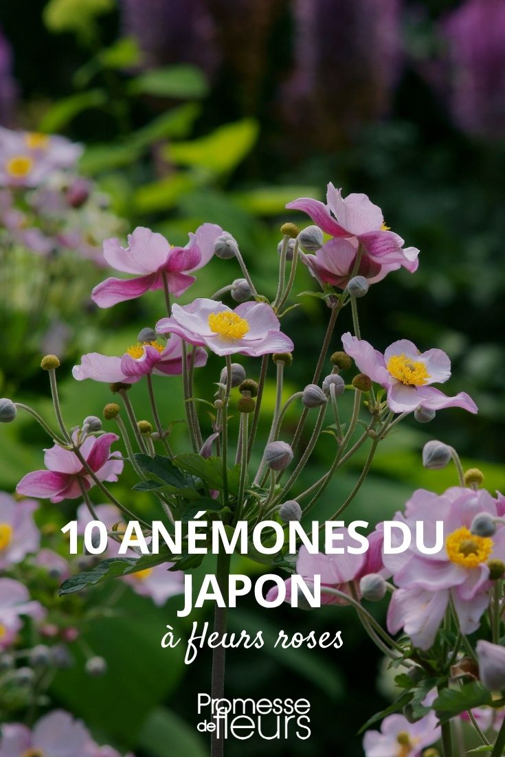 10 Anemonen aus Japan, rosa Blüten