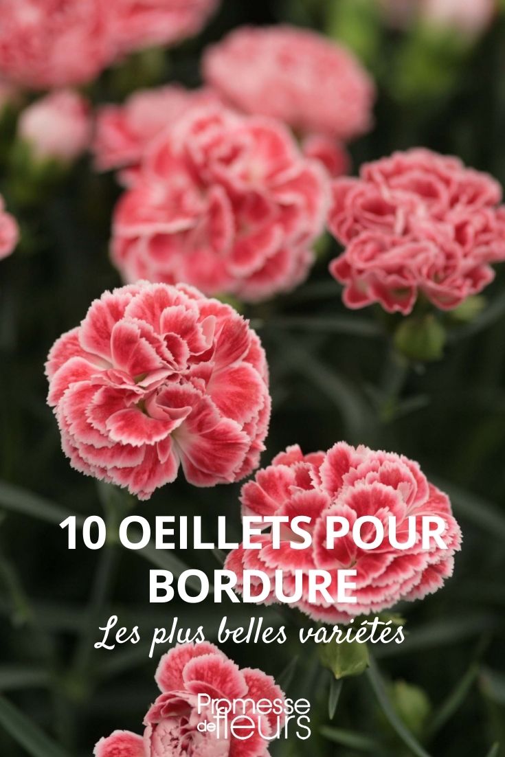 10 Nelken für Beetumrandung