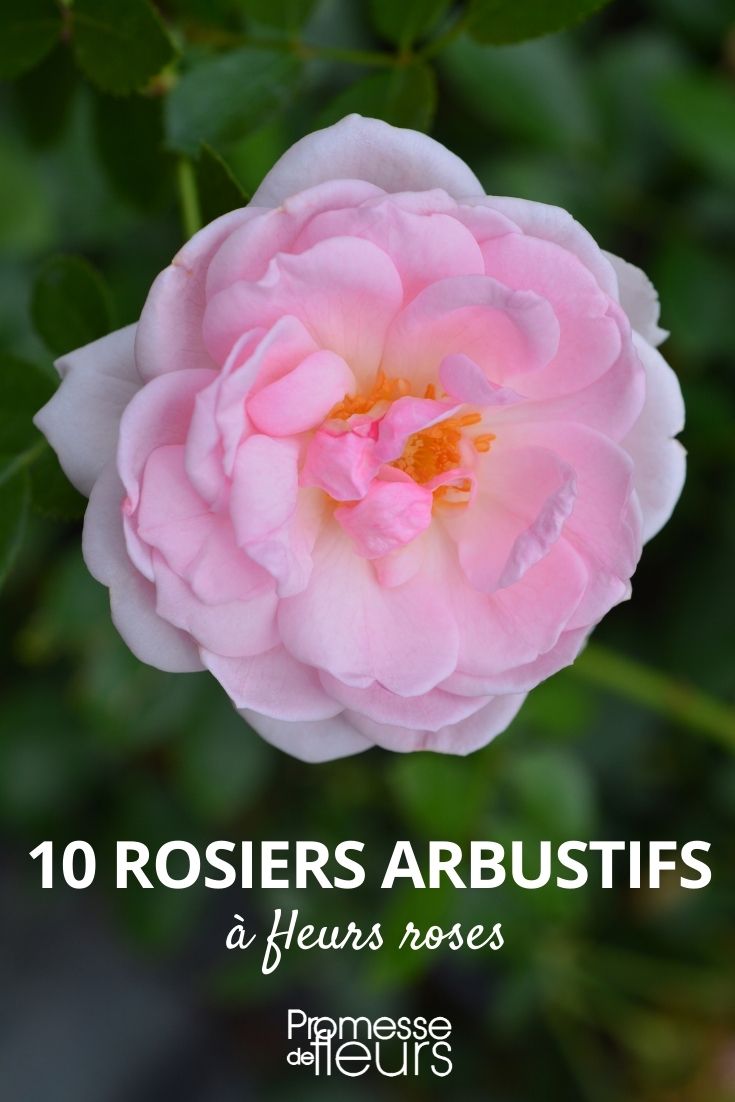Rosensträucher mit Rosen