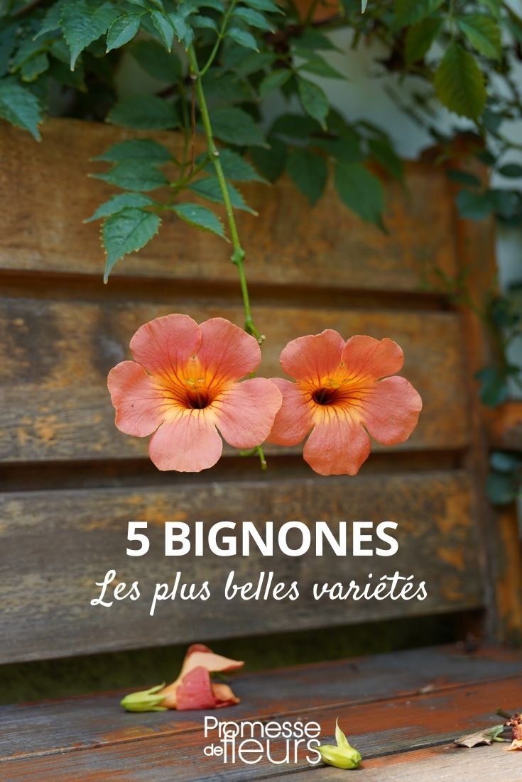 Bignones: Die schönsten Sorten