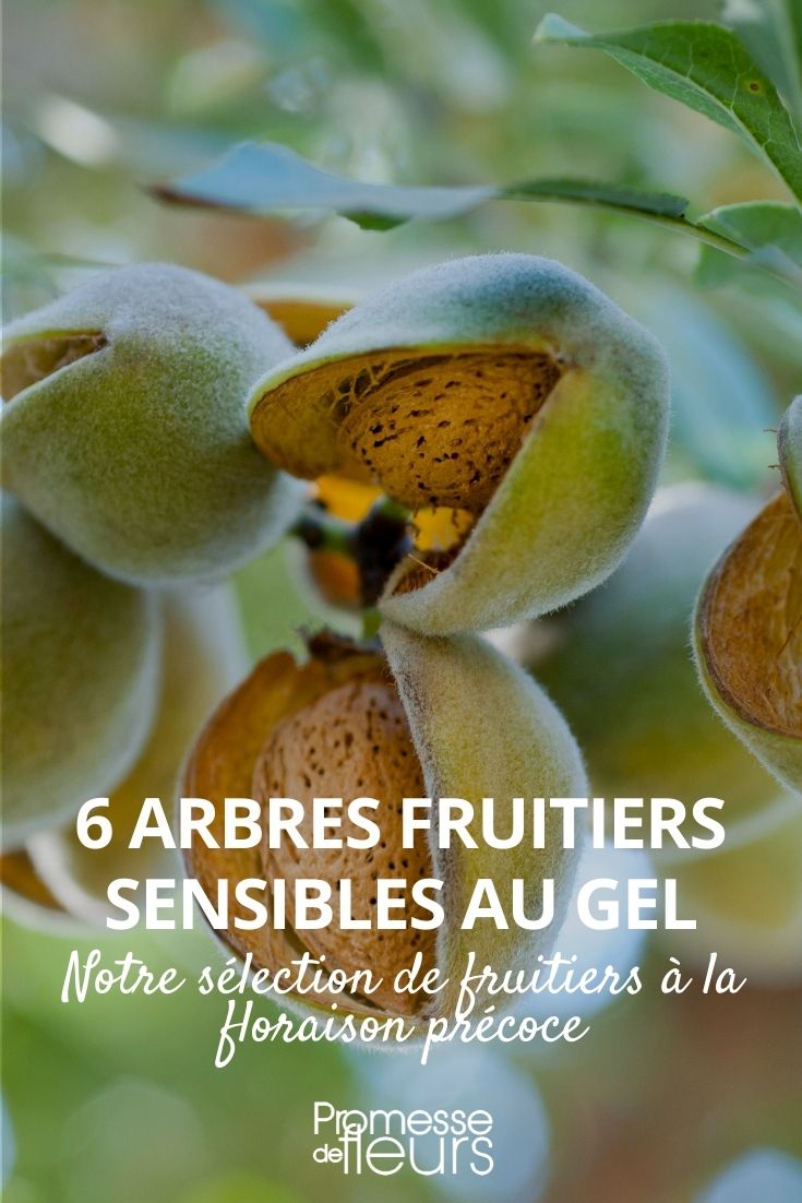 6 Obstbäume, die frostempfindlich sind