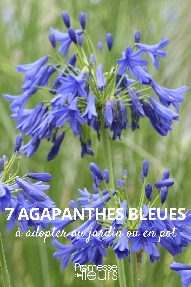 7 blaue Agapanthus