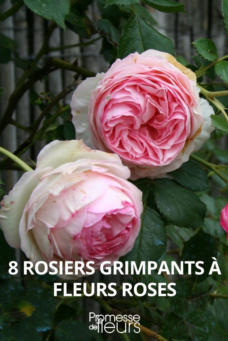 8 Kletterrosen mit rosa Blüten