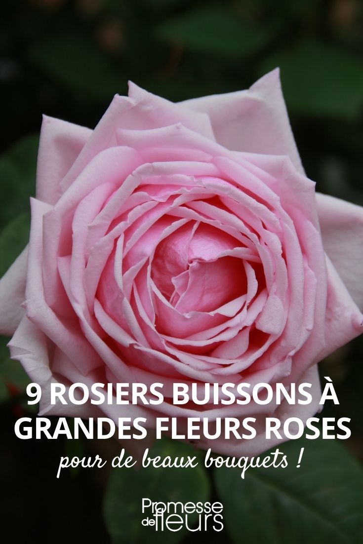 9 Strauchrosen mit großen rosa Blüten