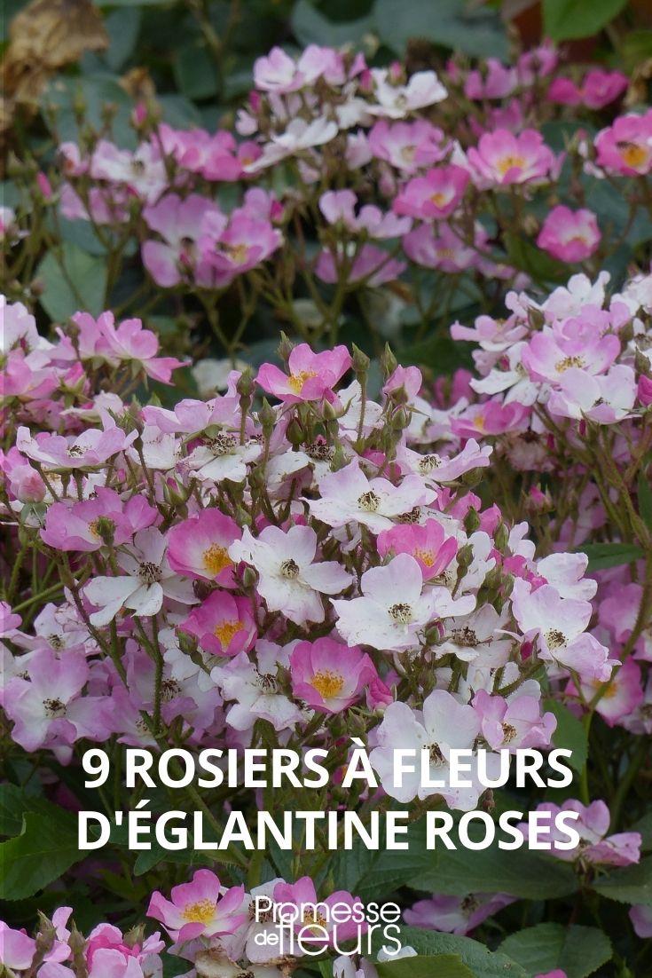 9 Rosenstrauch mit Hagebuttenrosen