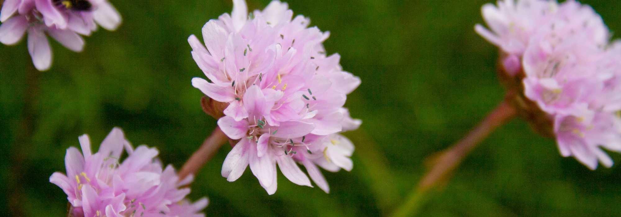Armeria kombinieren