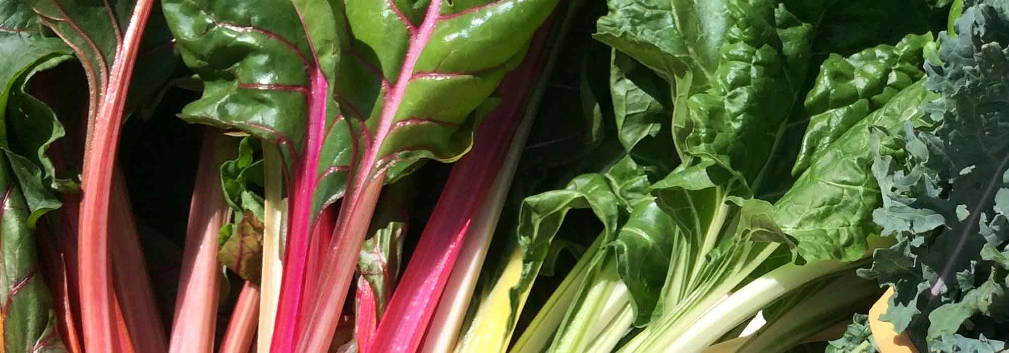 6 Sorten Grüner Mangold entdecken