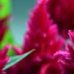 Brandschopf, Celosia: Aussaat, Pflege