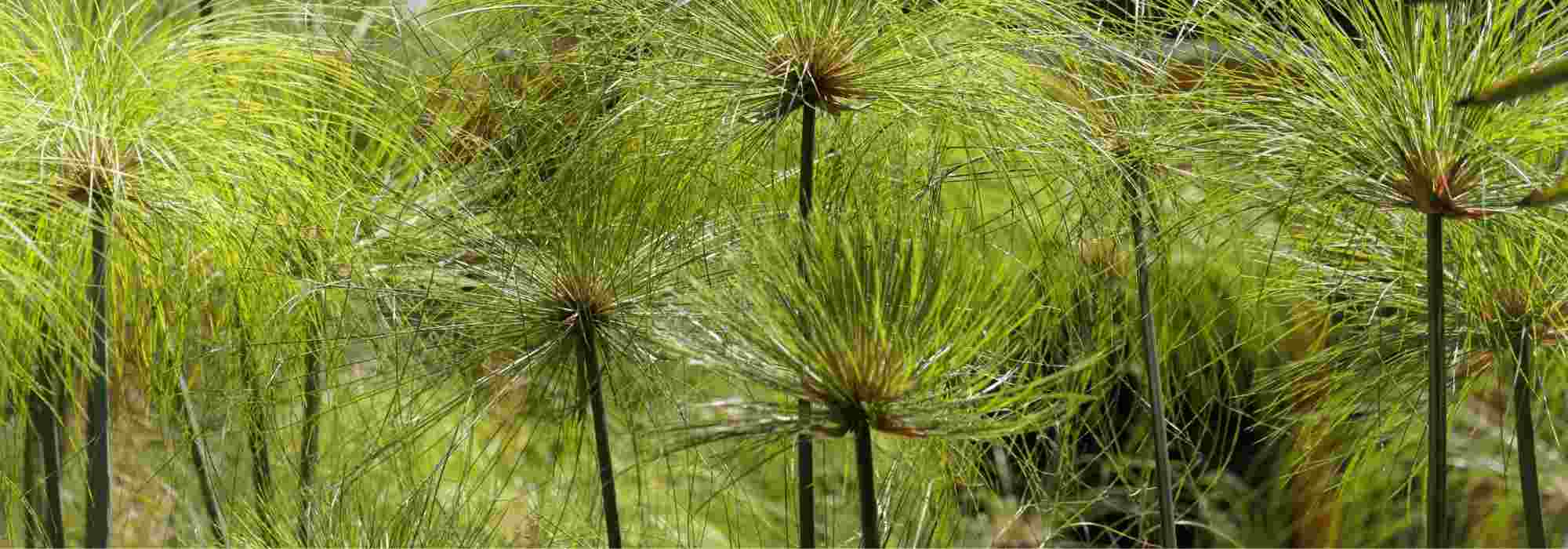 Cyperus papyrus überwintern