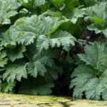 Gunnera kombinieren
