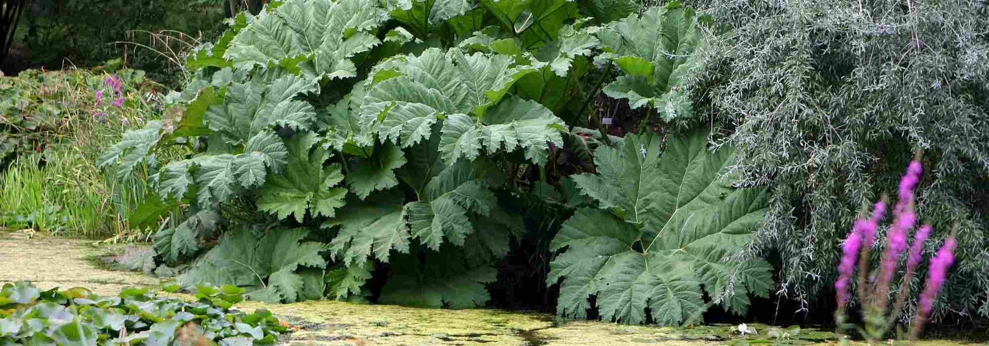 Gunnera kombinieren