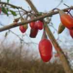 Bocksdorn: pflanzen, pflegen, Bocksdorn-Beeren ernten