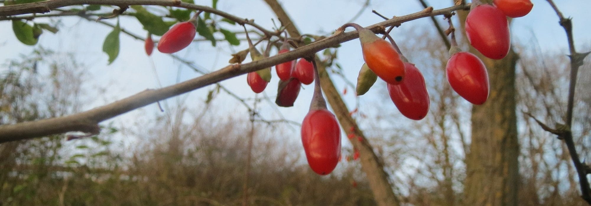 Bocksdorn: pflanzen, pflegen, Bocksdorn-Beeren ernten