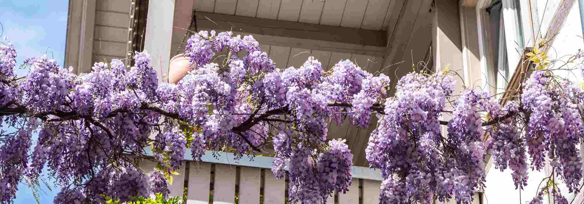 Pflanzen für einen romantischen Balkon?