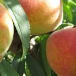 Pfirsichbaum: pflanzen, schneiden, Früchte ernten