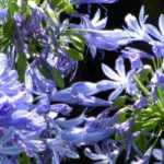 7 blaue Liebesblumen