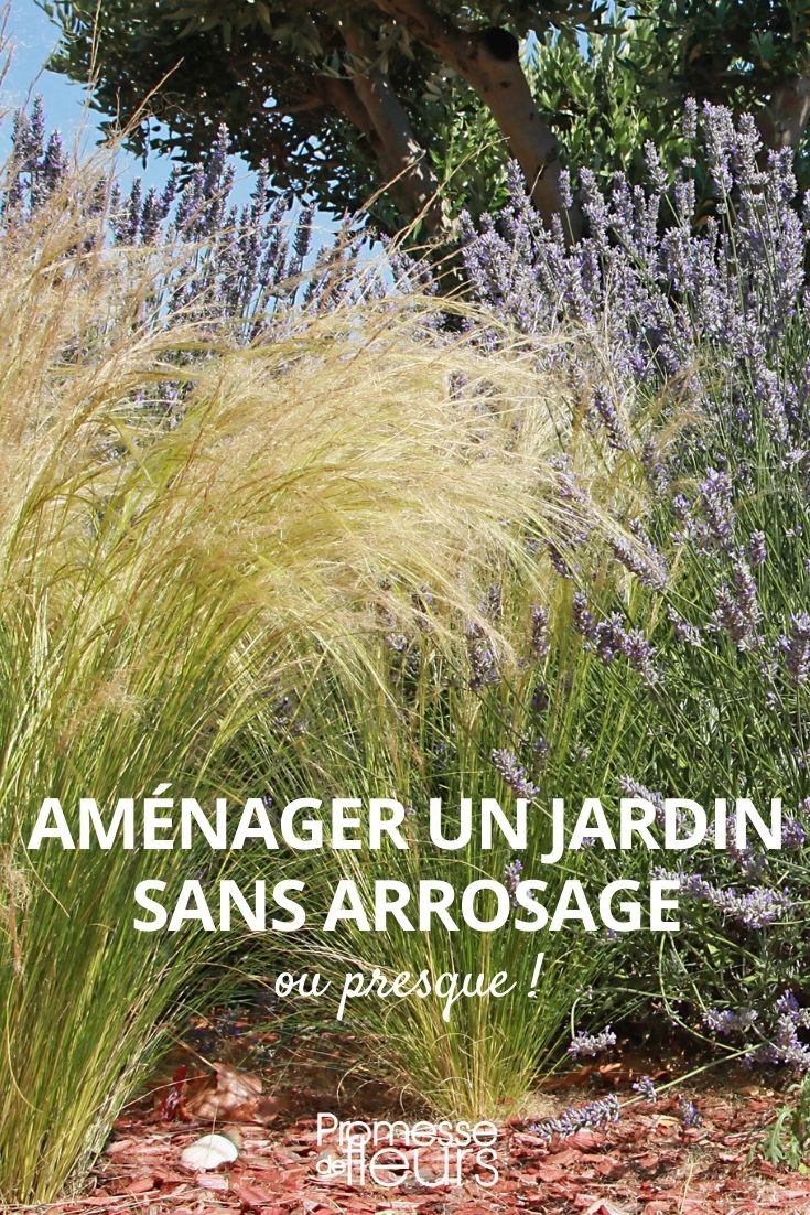 Einen Garten ohne Bewässerung anlegen