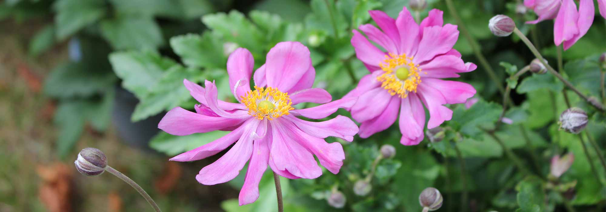 Japan-Herbst-Anemone: 5 gefüllte Sorten