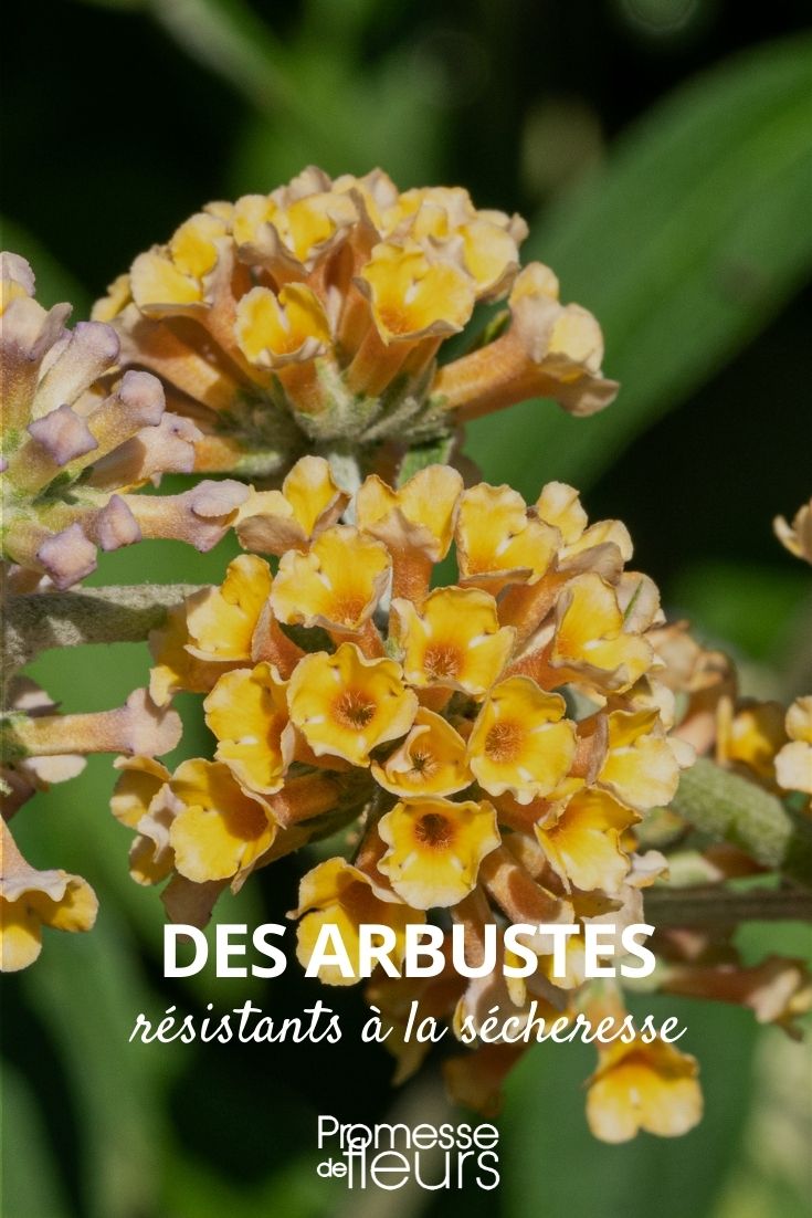 Dürreresistente Sträucher