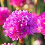Armeria im Topf kultivieren?