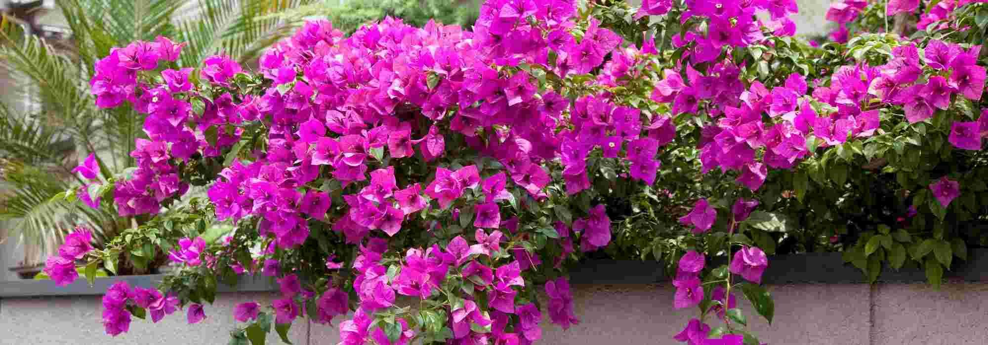 5 Ideen zur Kombination von Drillingsblumen