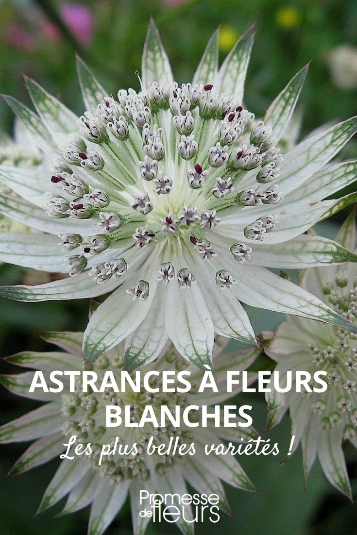 Auswahl von Astrantien mit weißen Blüten
