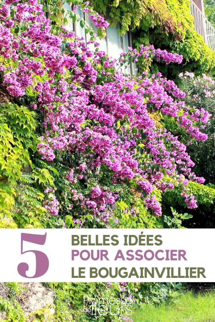 Bougainvillea kombinieren