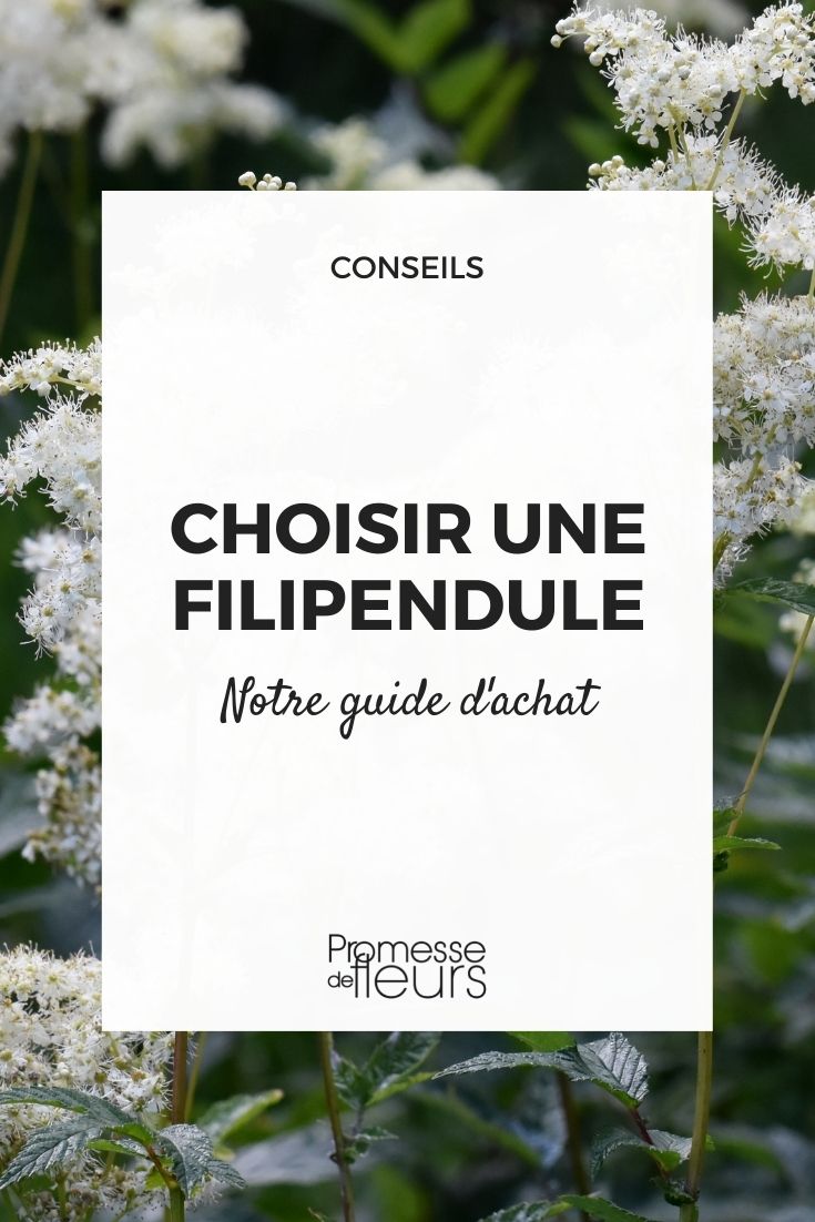 Eine Filipendula auswählen