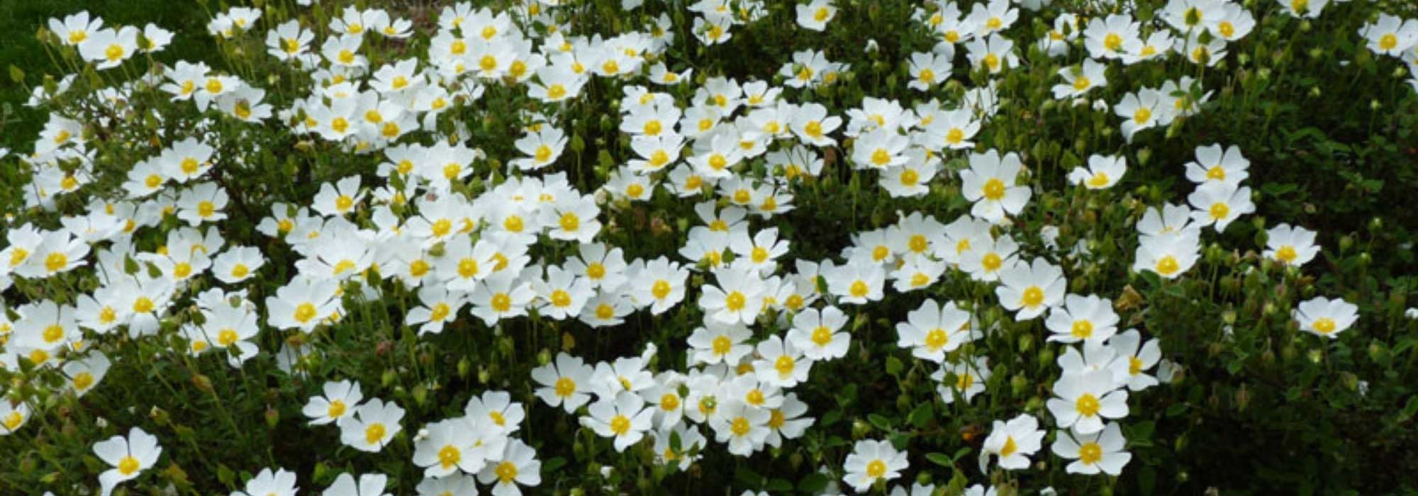 Zistrose wählen