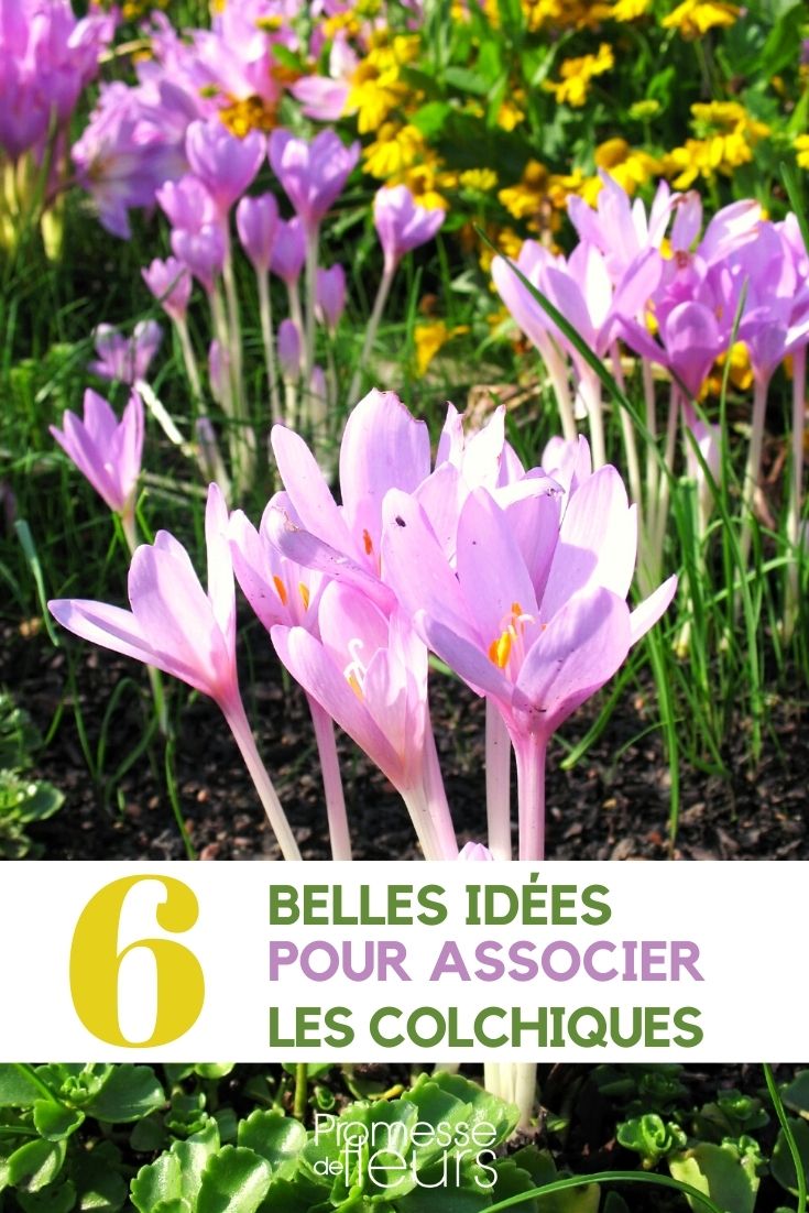 Colchicum - Kombinationsmöglichkeiten
