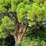 7 Nadelgehölze für den mediterranen Garten