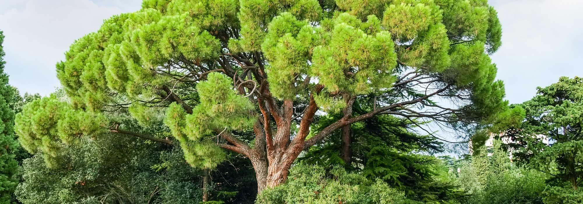 7 Nadelgehölze für den mediterranen Garten