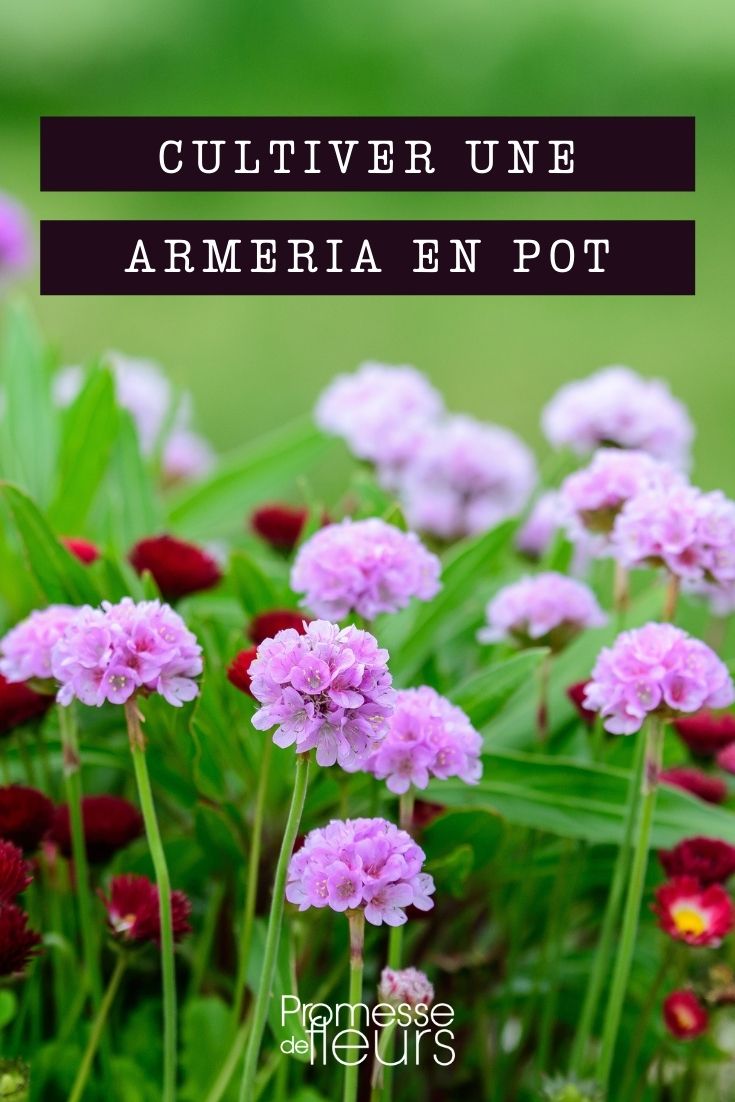 Armeria im Topf kultivieren