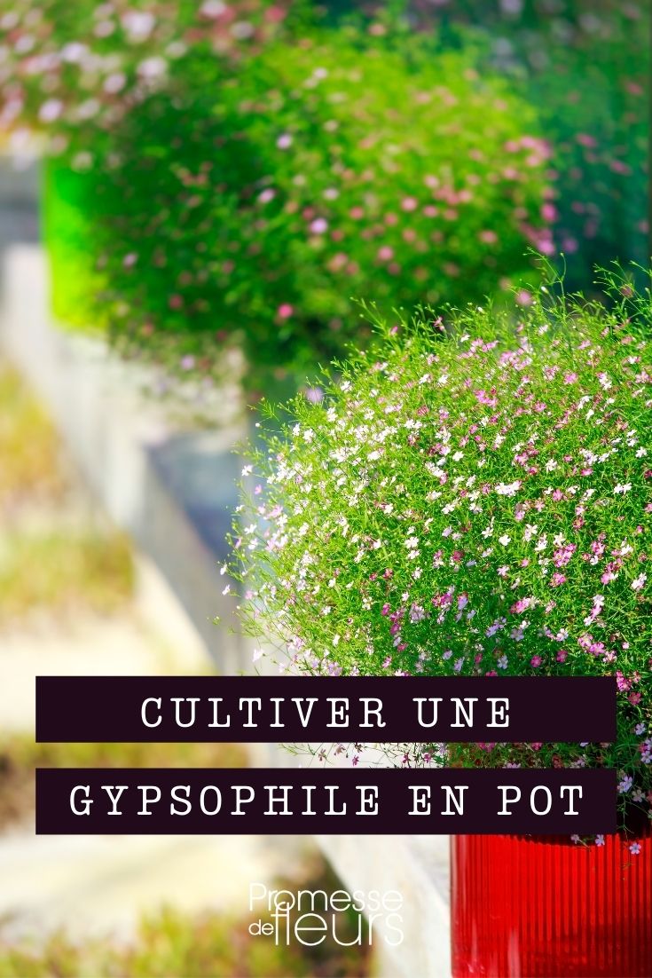 Gypsophila im Topf anbauen