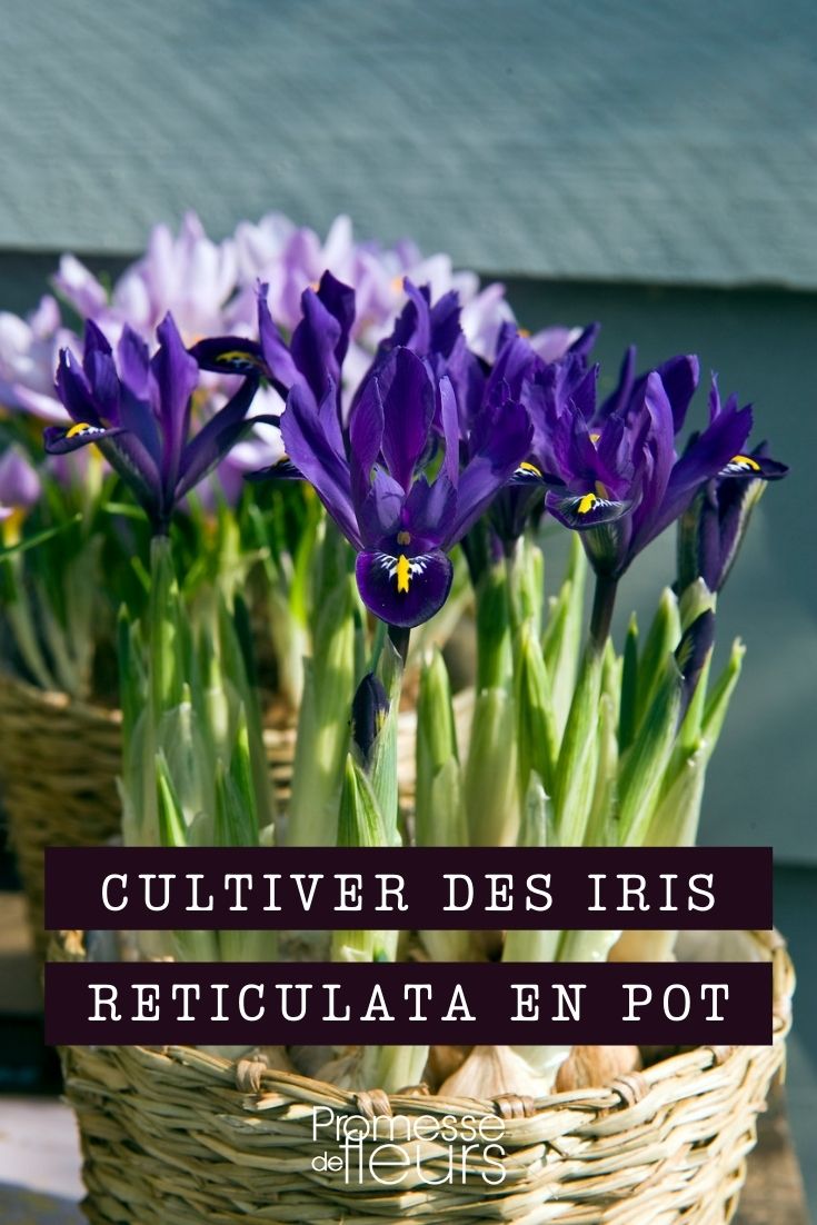 Iris reticulata im Topf kultivieren