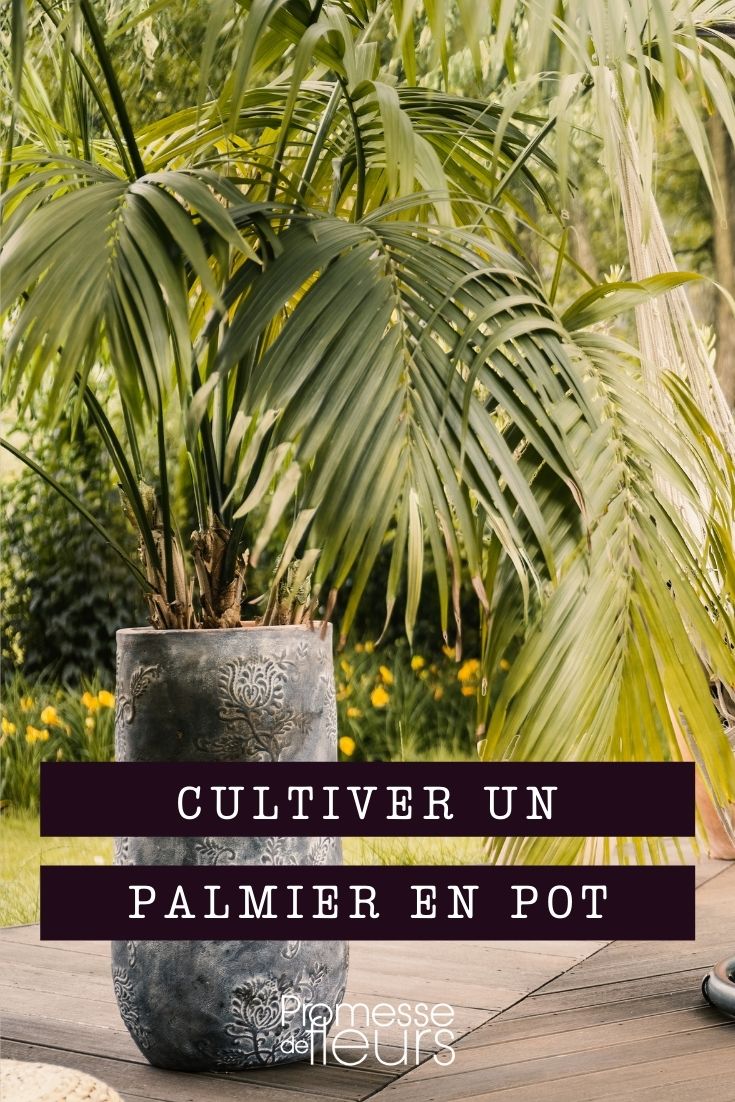 Palmien im Topf kultivieren