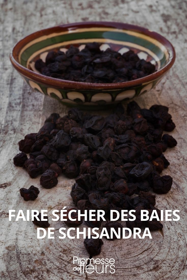Schisandra-Beeren trocknen