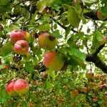 Obstbäume: wurzelnackt, mit Wurzelballen oder im Topf?