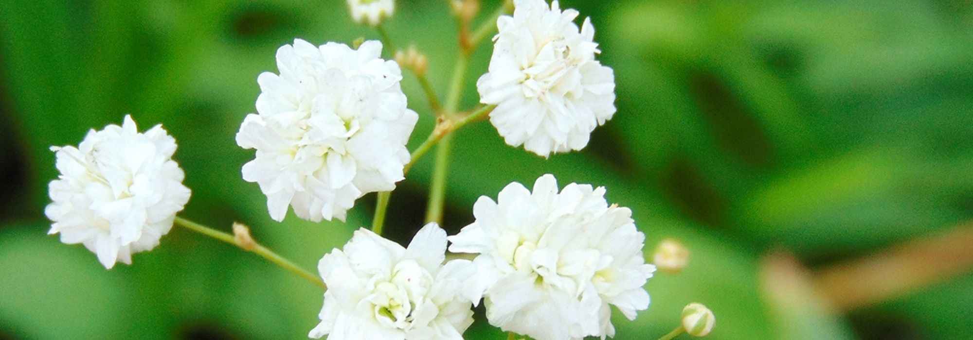 Großblütiges Schleierkraut kombinieren: 7 Ideen