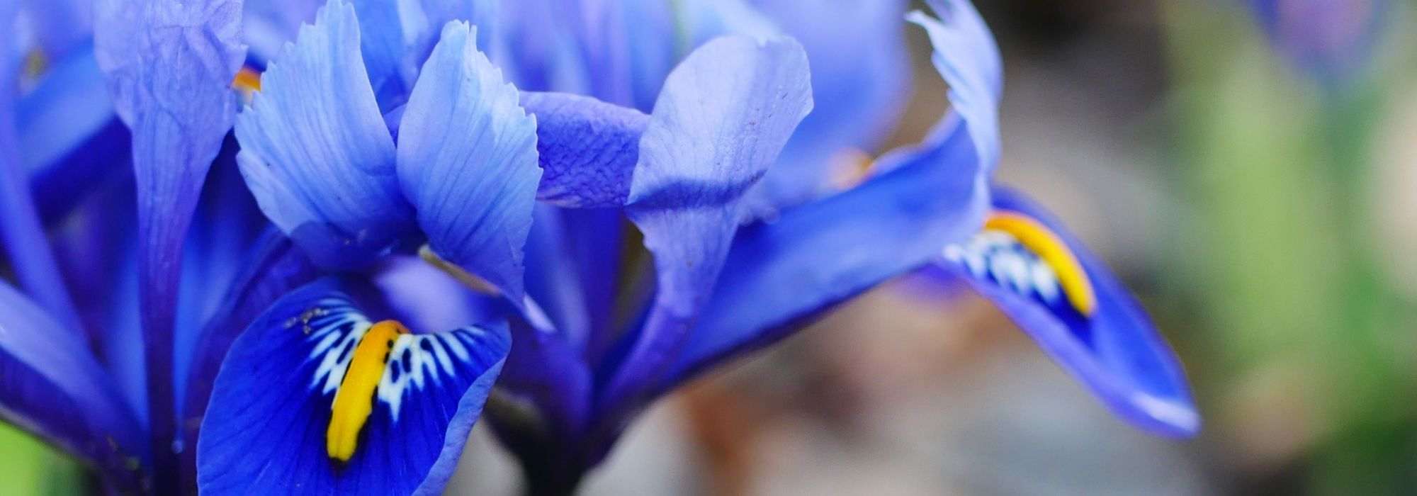 Iris reticulata im Topf kultivieren