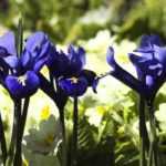 Iris reticulata kombinieren