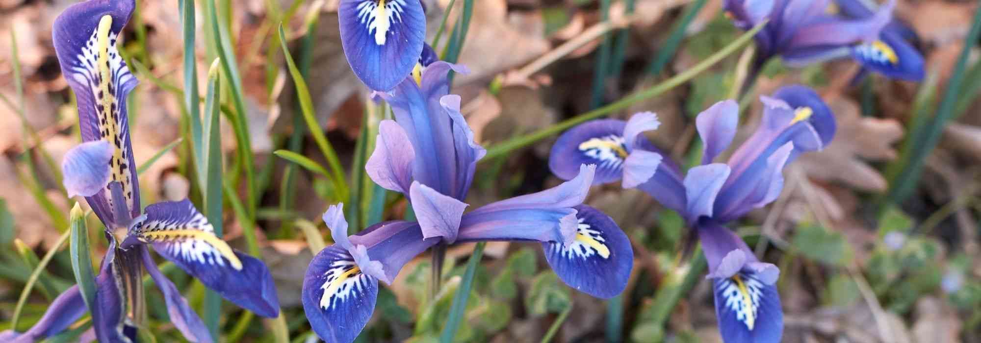 Iris reticulata: schönste Sorten