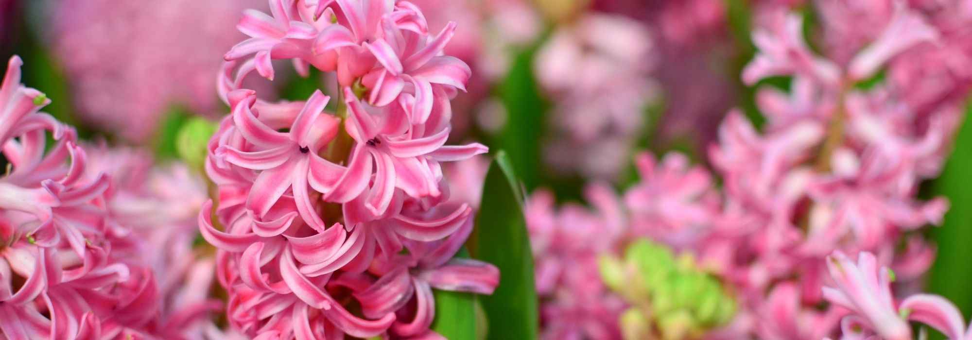 Hyazinthen im Garten oder Topf pflanzen: wann und wie?