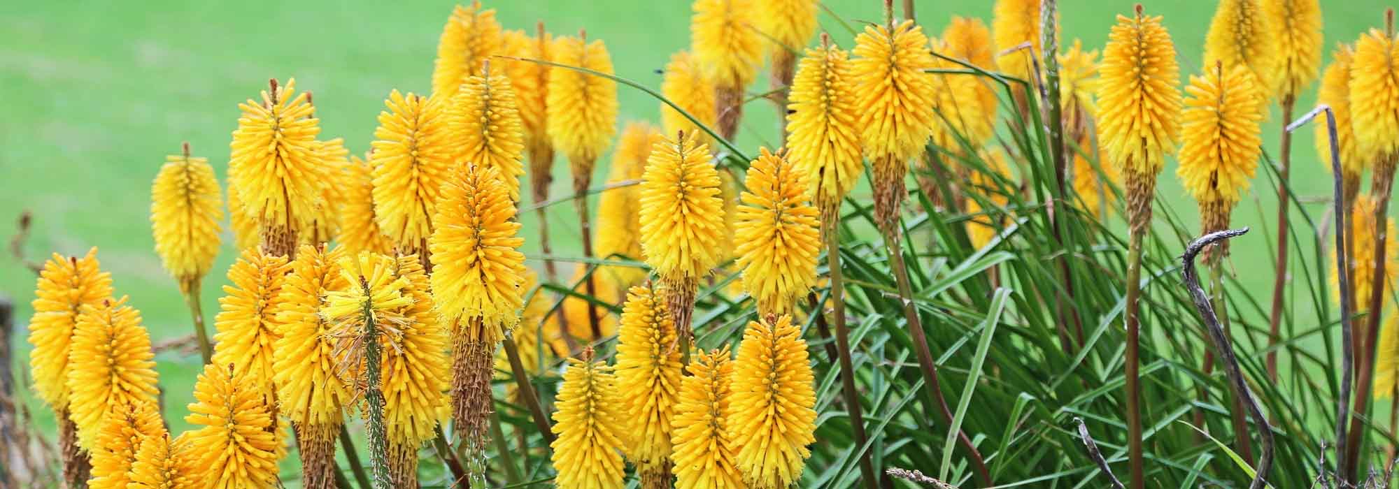 Kniphofia auswählen