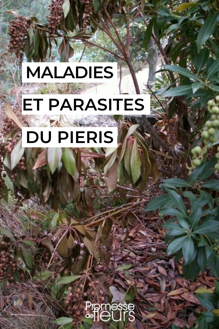 Krankheiten und Schädlinge des Pieris