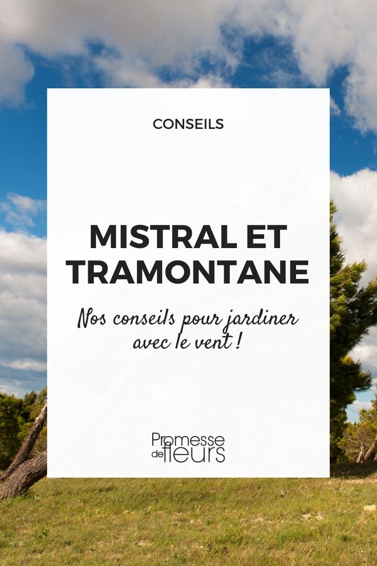 Gärtnern bei kaltem Wind: Mistral und Tramontane