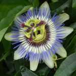 Welche Passionsblume für Ihre Region?